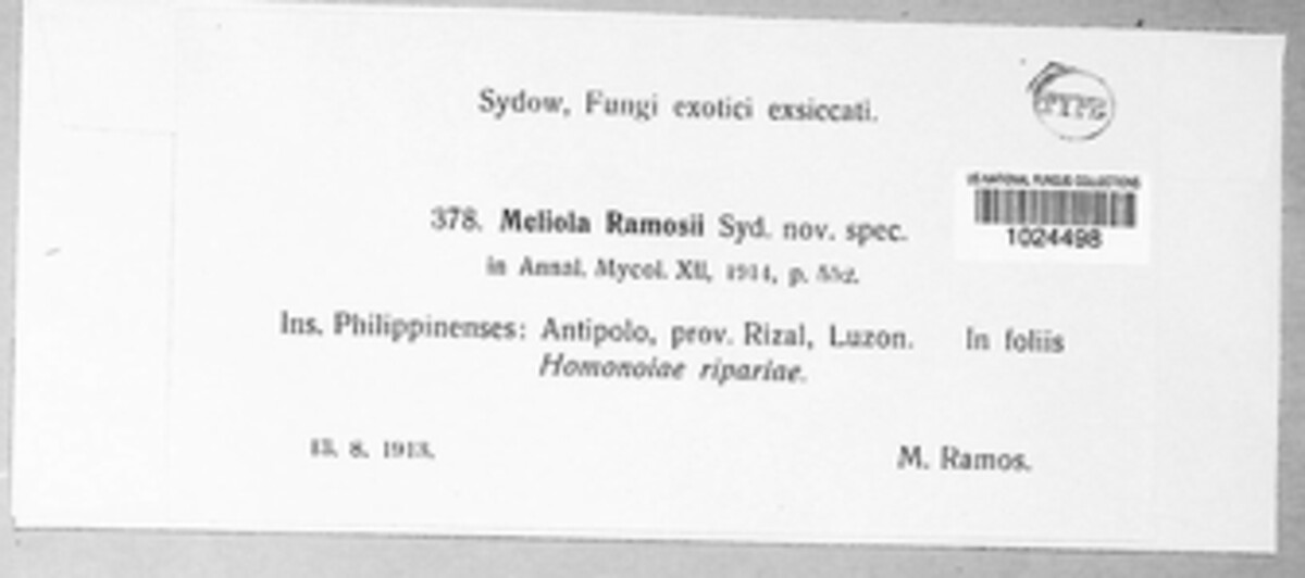 Meliola ramosii image